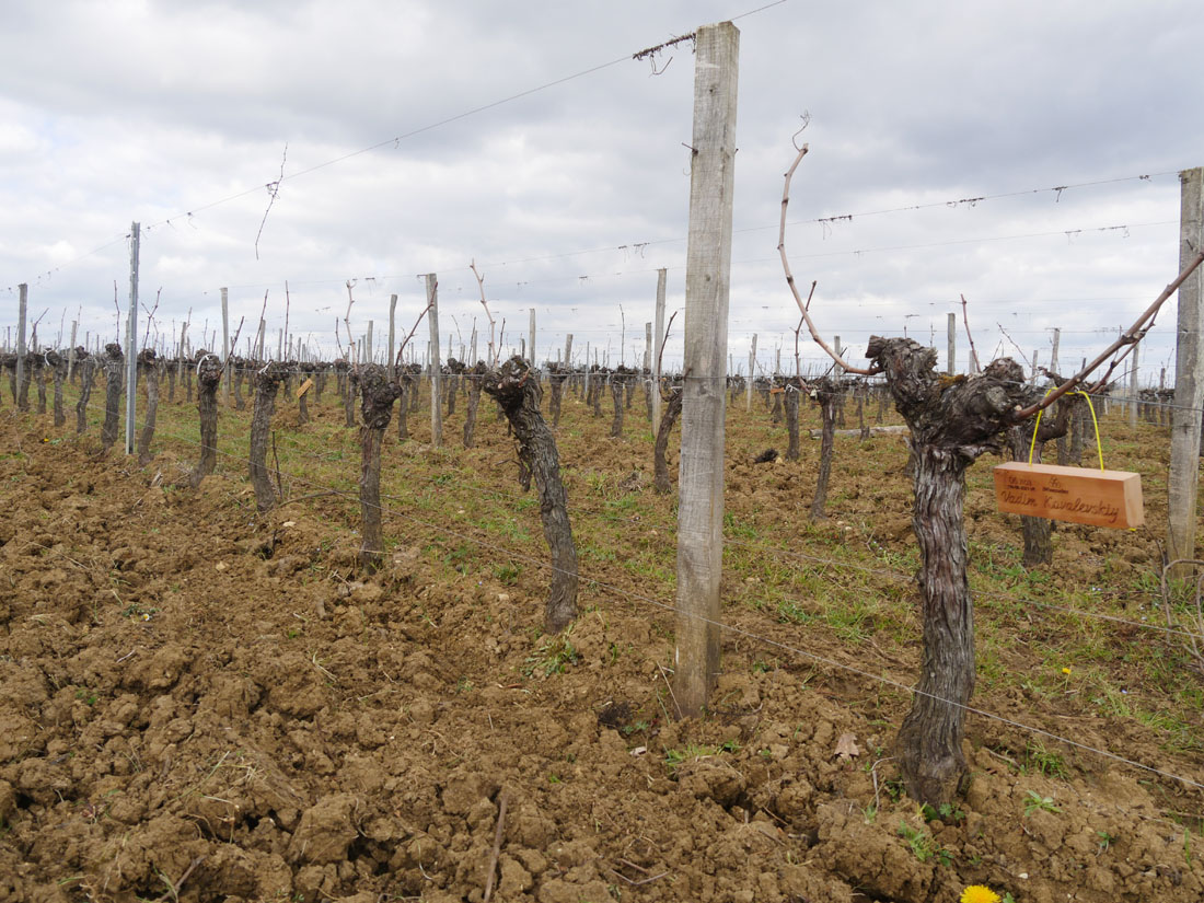 Виноградник на урожай